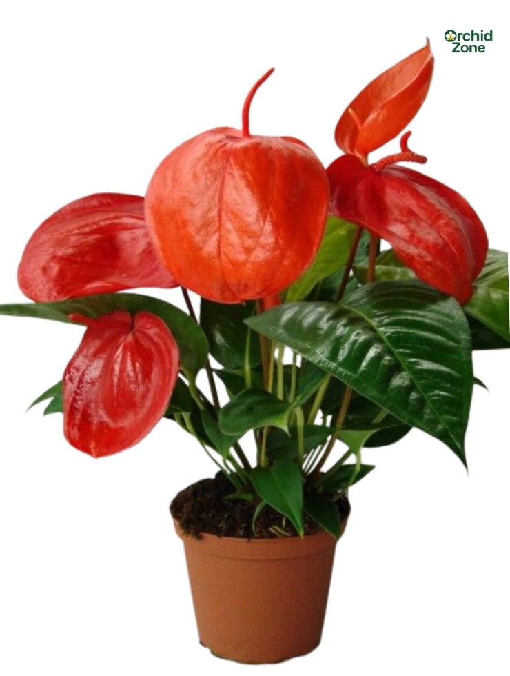 anthurium scherzerianum lindsey Anthurium Scherzerianum. Red Plant – Orchidzone