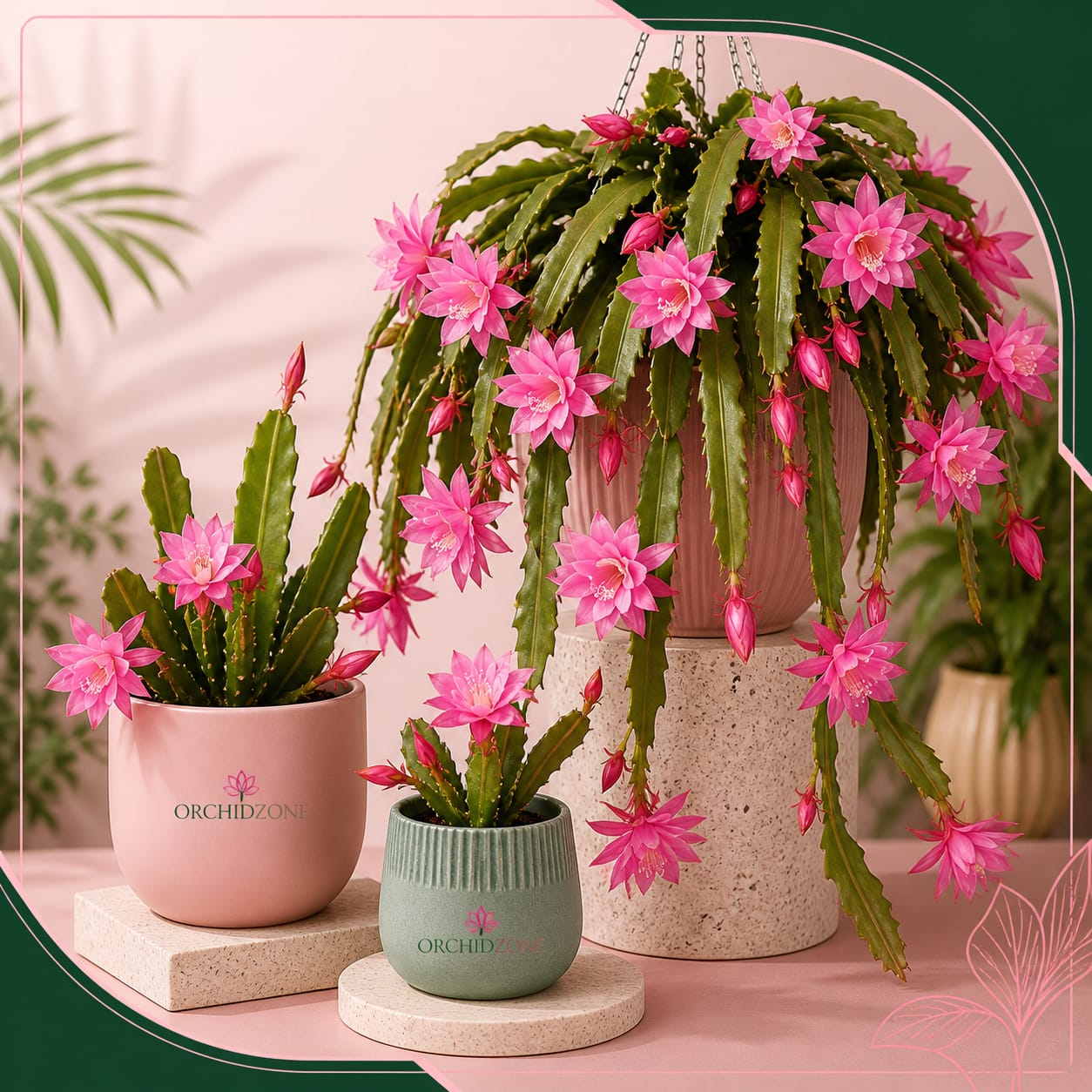 Orchid Cactus