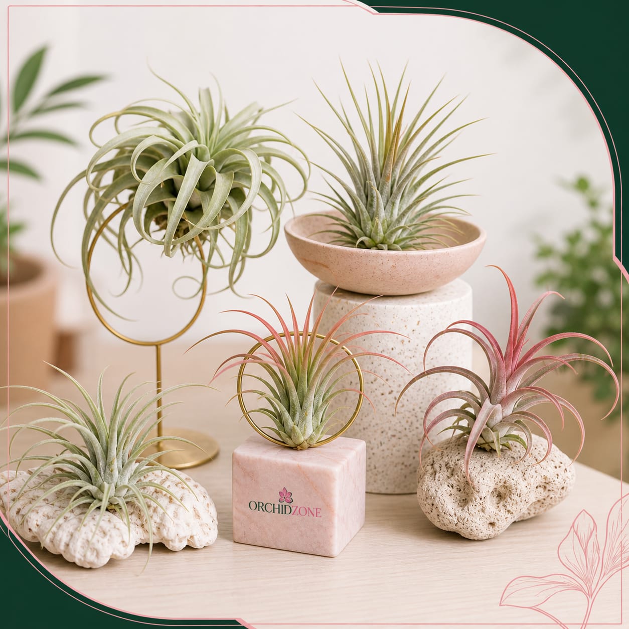 Air Plants  (Tillandsia)