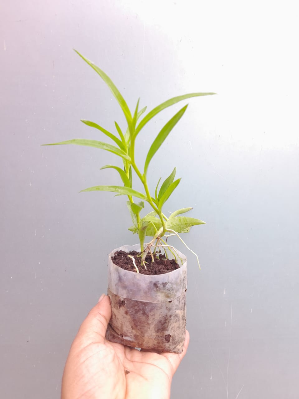Epidendrum Radicans Plant,
