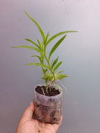Epidendrum Radicans Plant,