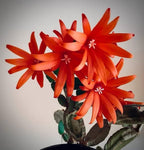 Christmas Cactus Red Plant