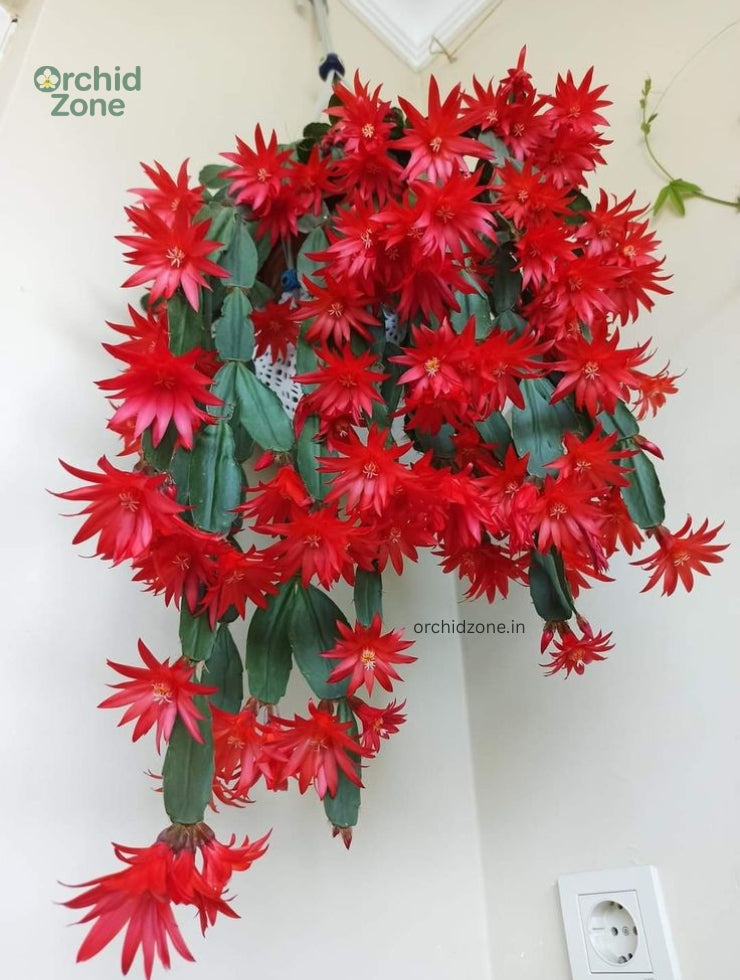 Christmas Cactus Red Plant