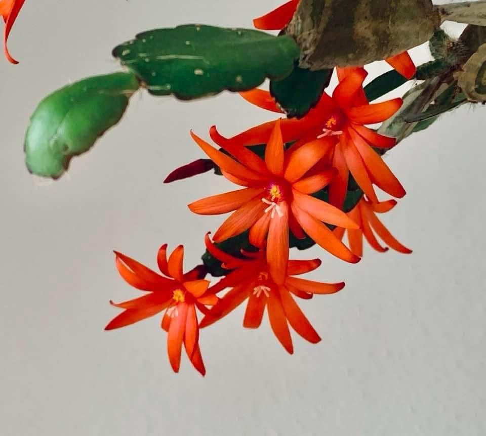Christmas Cactus Red Plant