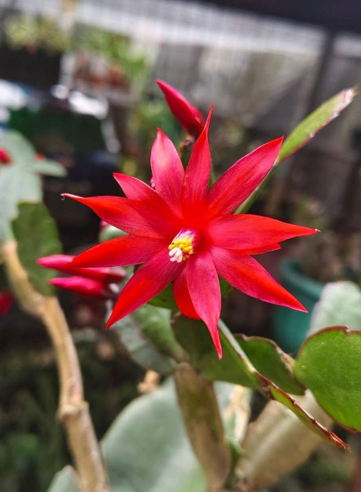Christmas Cactus 4 Combo - Pink,Red, White, Purple Plant