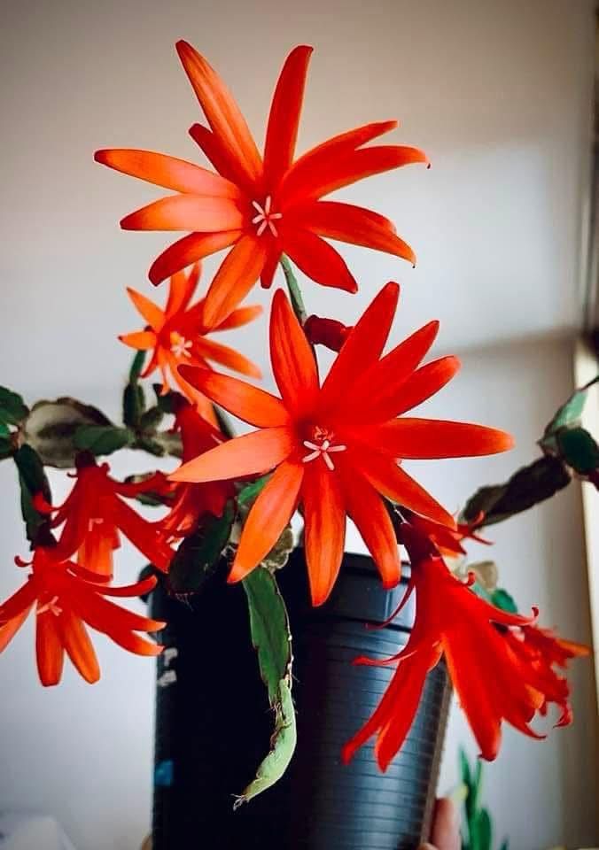 Christmas Cactus Red Plant