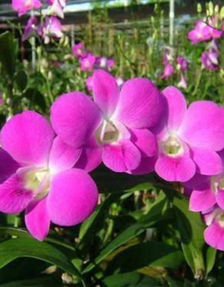 Dendrobiom Burana Pink Polar Queen Hybrid Orchid Plant