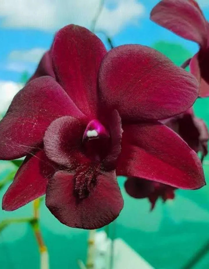 Dendrobiom Airy Crimson Hybrid Orchid Plant