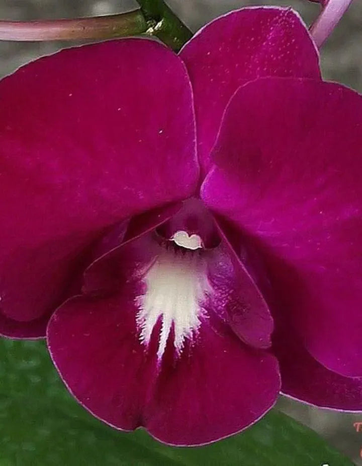 Dendrobiom Red Butterfly Hybrid Orchid Plant