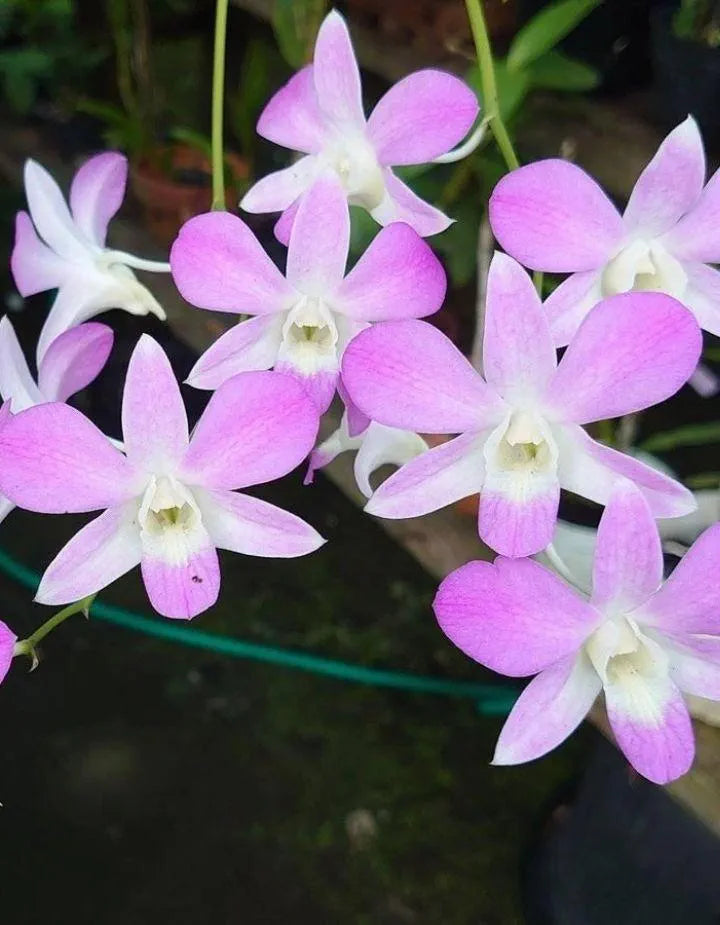 Dendrobiom Pink Lady Hybrid Orchid Plant