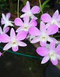 Dendrobiom Pink Lady Hybrid Orchid Plant