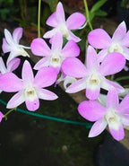 Dendrobiom Pink Lady Hybrid Orchid Plant