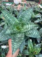 Sansevieria Hahnii Bird’s Nest Indoor Plant