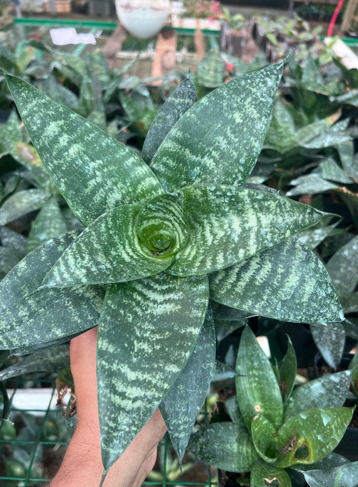 Sansevieria Hahnii Bird’s Nest Indoor Plant
