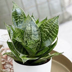 Sansevieria Hahnii Bird’s Nest Indoor Plant