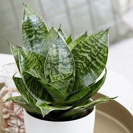 Sansevieria Hahnii Bird’s Nest Indoor Plant
