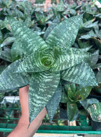 Sansevieria Hahnii Bird’s Nest Indoor Plant