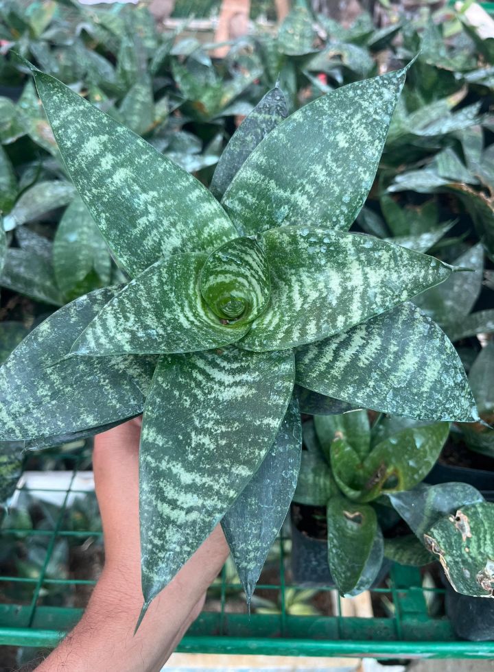 Sansevieria Hahnii Bird’s Nest Indoor Plant