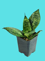 Sansevieria Hahnii Bird’s Nest Indoor Plant