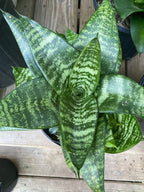 Sansevieria Hahnii Bird’s Nest Indoor Plant