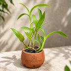 Dendrobium Sakada Blue  Hybrid Orchid Plant