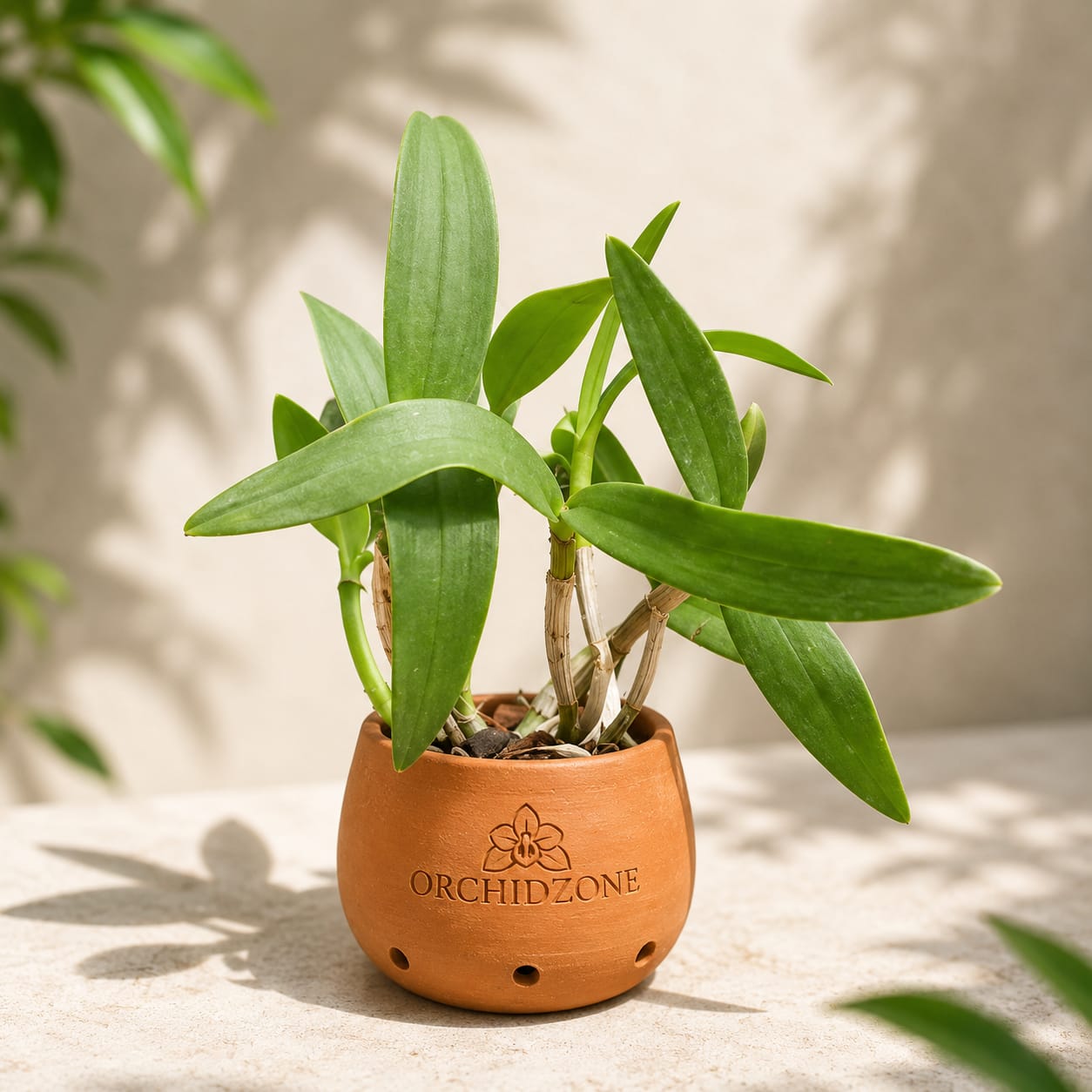 Dendrobiom Apichart Rainbow Hybrid Orchid Plant