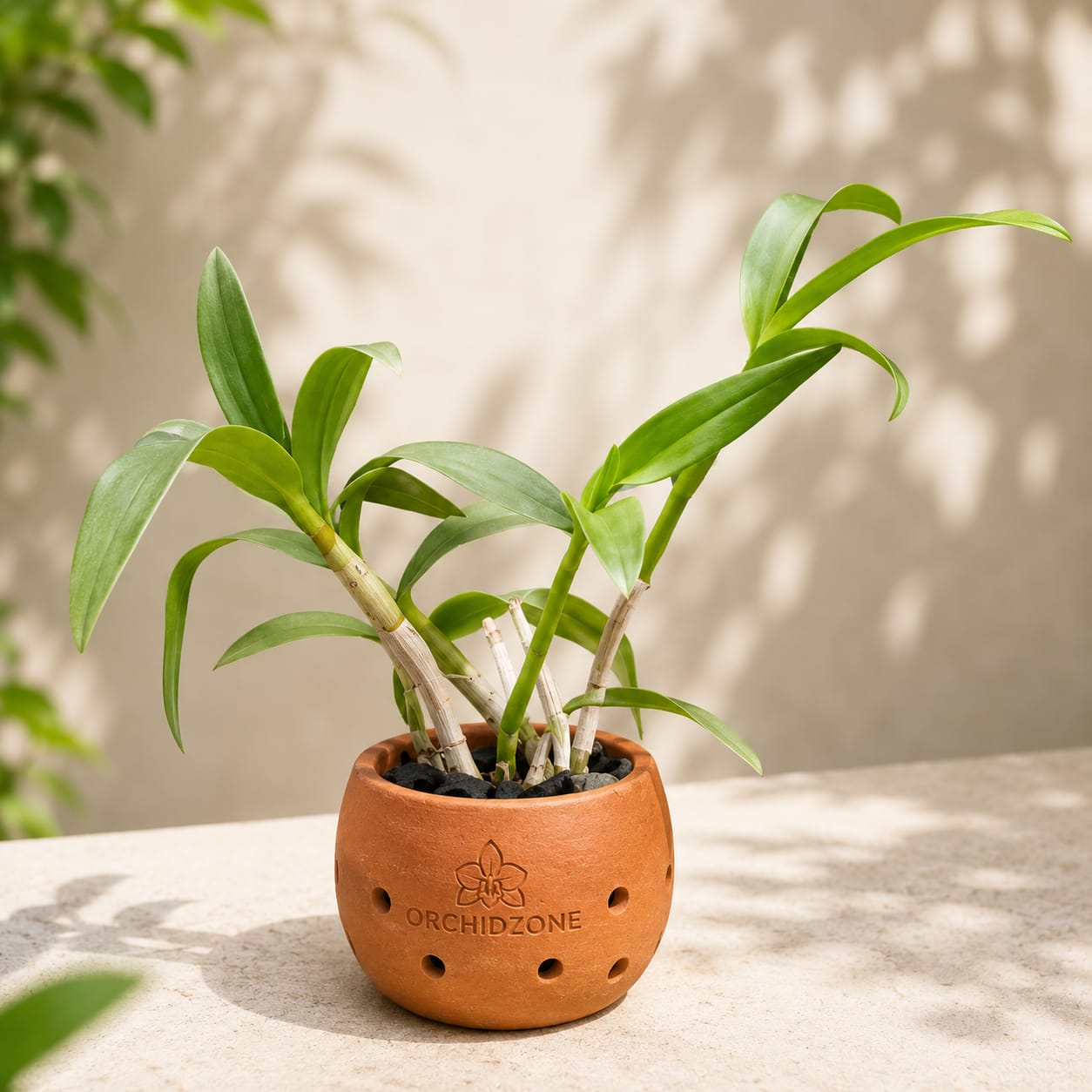Dendrobiom Nopporn Mutation Hybrid Orchid Plant