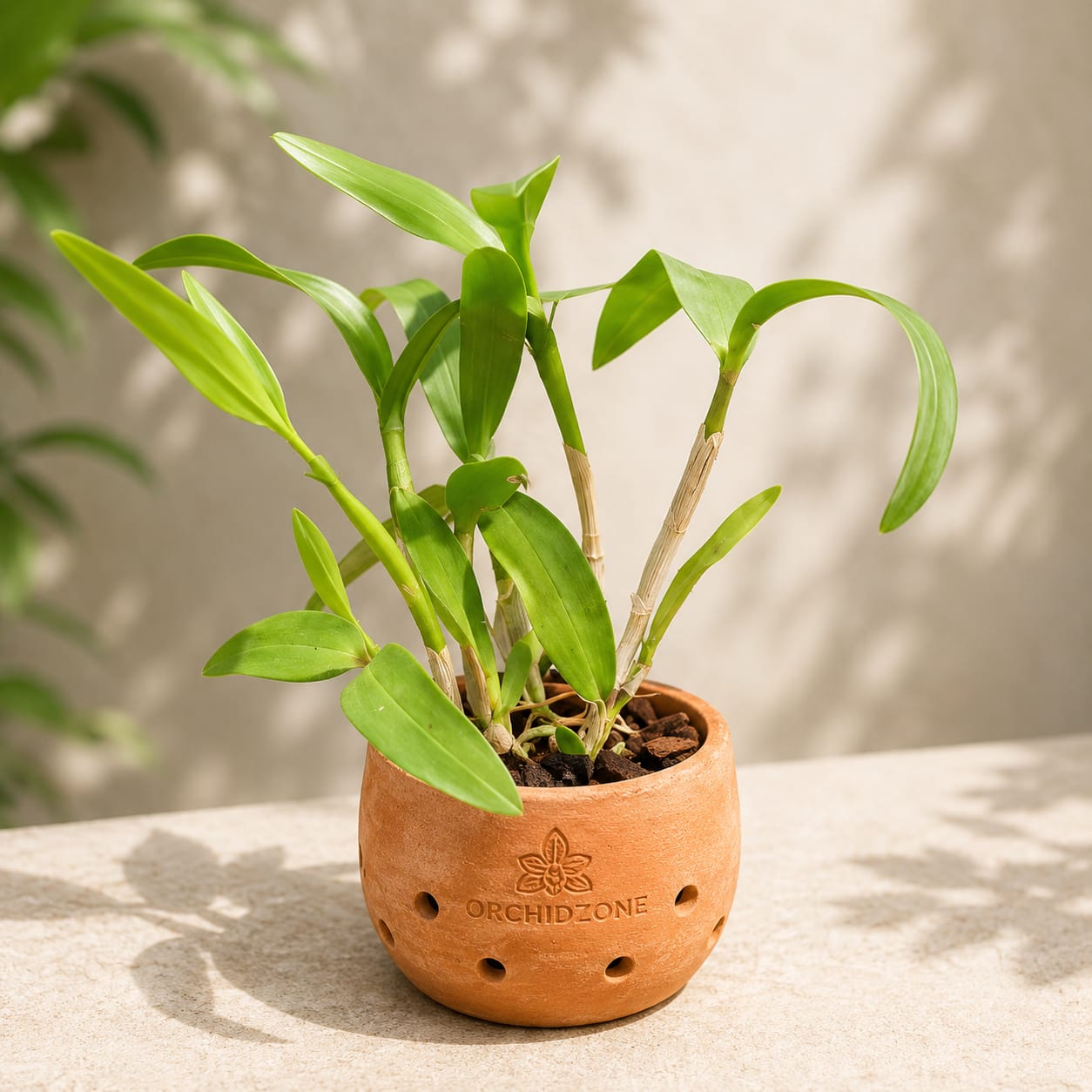 Dendrobiom. Burana Green X Cruentum Plant