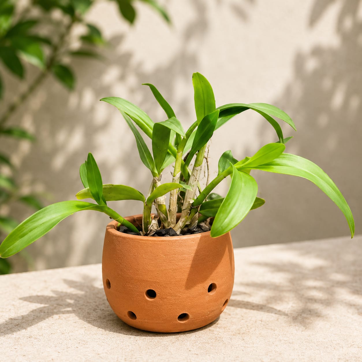 Dendrobium Hawaii Gem Premium Hybrid Orchid Plant (Fragrance)