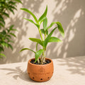 Dendrobium Burana Pink Beauty Hybrid Orchid Plant