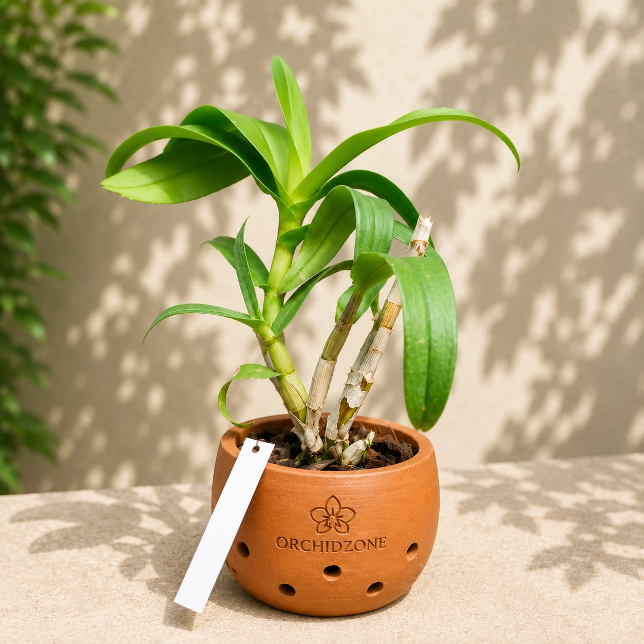 Dendorobium Visa Peach  Hybrid Orchid Plant