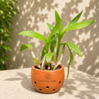 Dendrobium Popeye Hybrid Orchid Plant