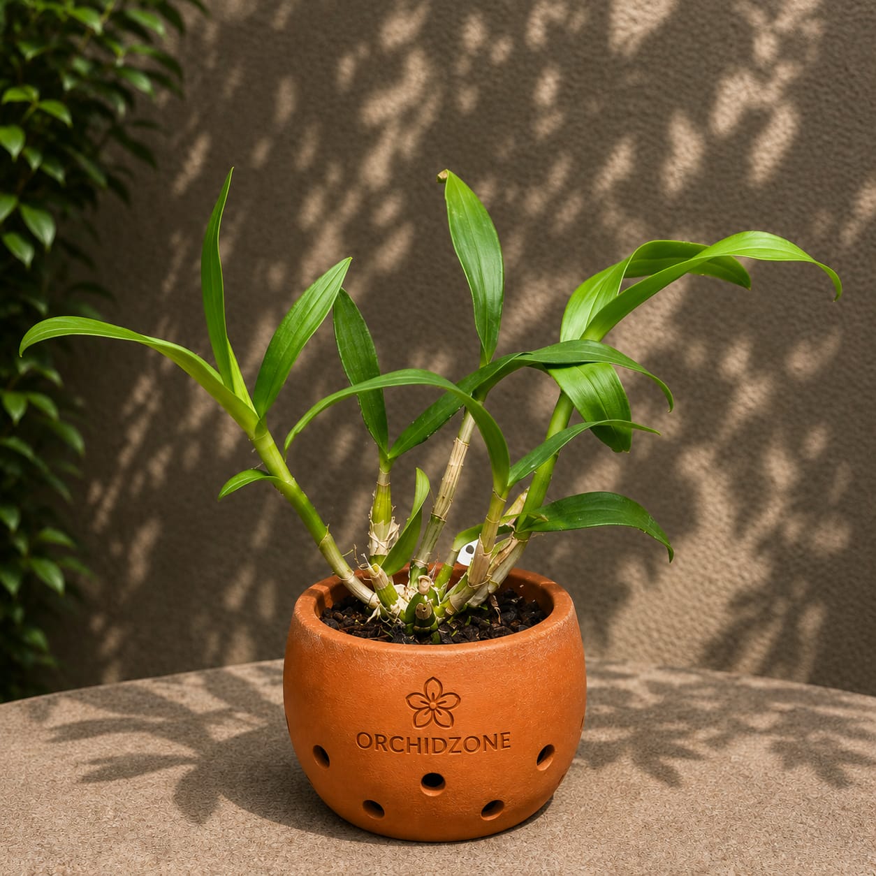 Dendrobiom Panama Red Hybrid Orchid Plant