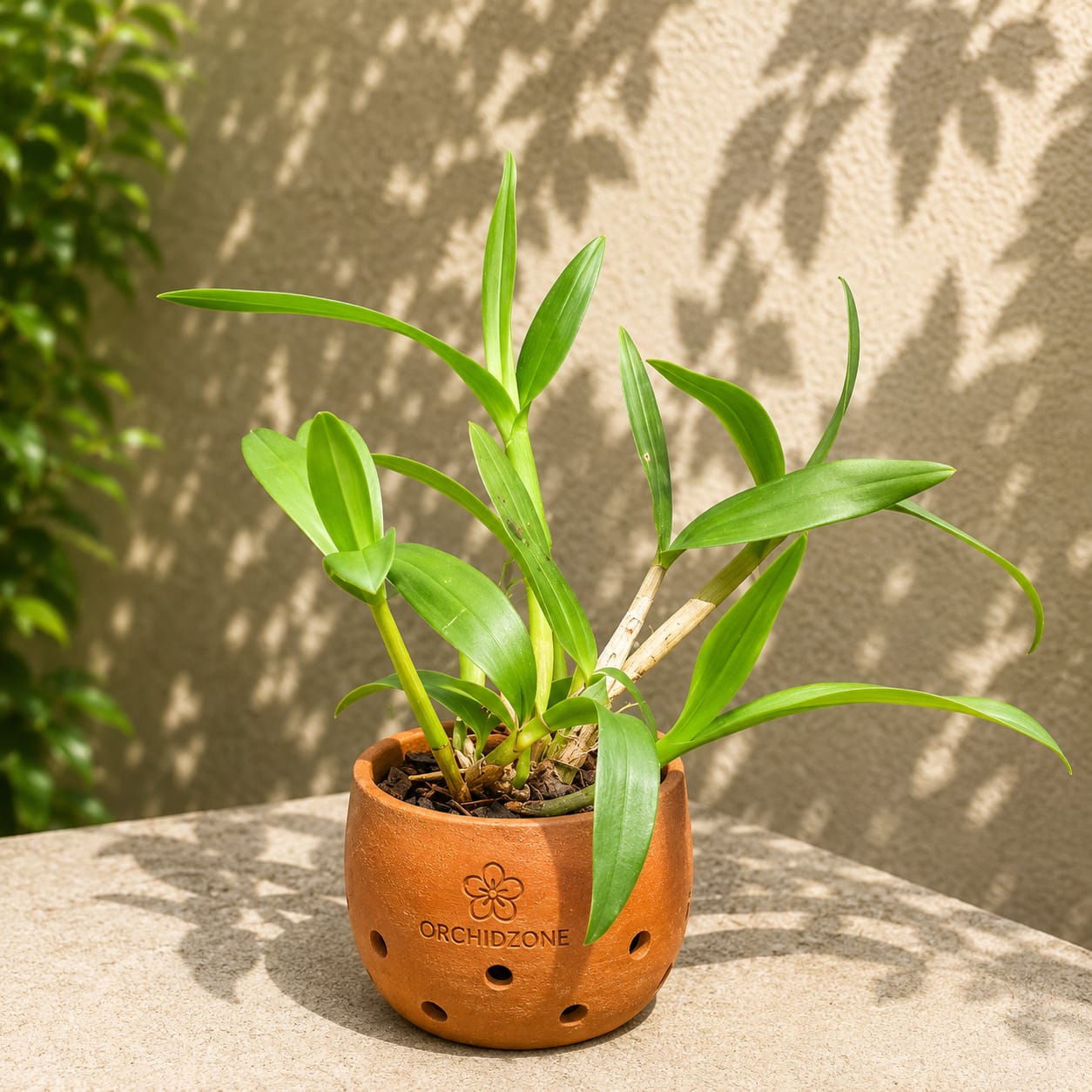 Dendrobiom Hirochi Hybrid Orchid Plant