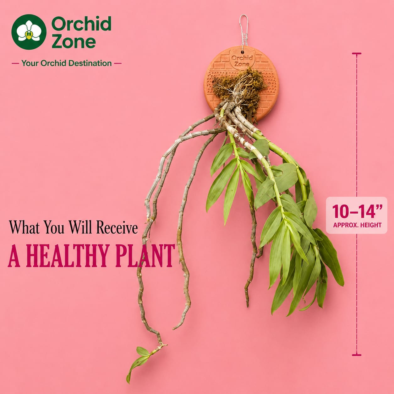 Dendrobiom Cumulatum Orchid Plant
