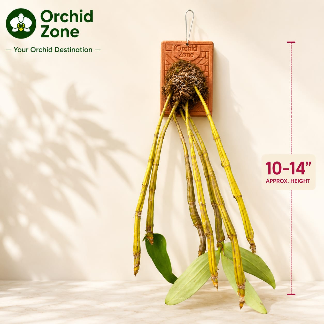 Dendrobium Densiflorum Orchid Plant