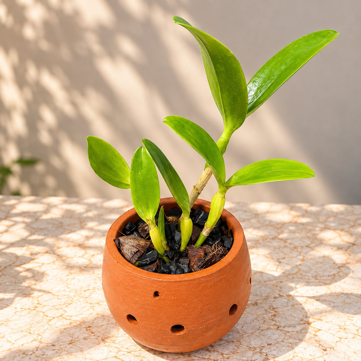 Catteliya Taiwan Memaird Orchid Plant -With Orchid Pot