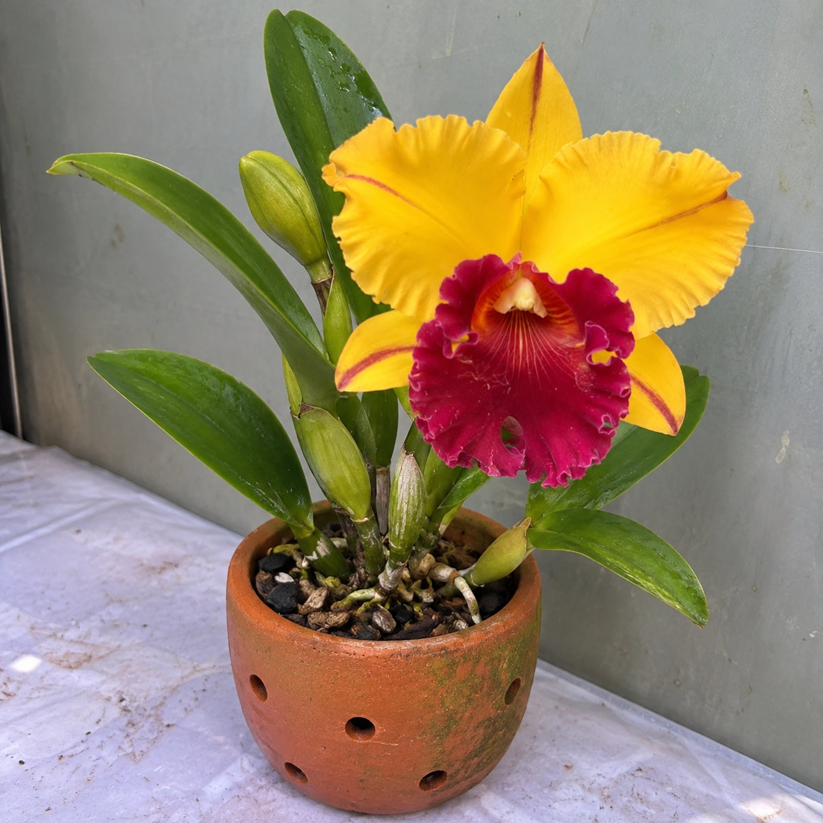 Catteliya Blc Thong Suphan Gold  Orchid Plant -With Terracota Pot