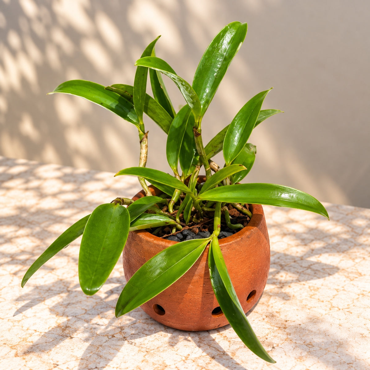 Catteliya Pao De  Acucar Orchid Plant -With Terracota Pot