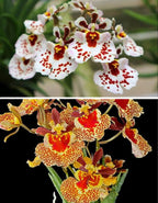 Tolumnia Orchid 2 Plants Combo