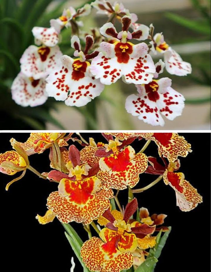Tolumnia Orchid 2 Plants Combo