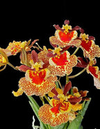 Tolumnia Orchid 2 Plants Combo