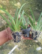 Tolumnia Orchid 2 Plants Combo