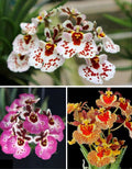 Tolumnia Combo of 3 Plants