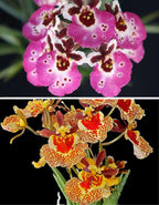 Tolumnia Combo of 3 Plants