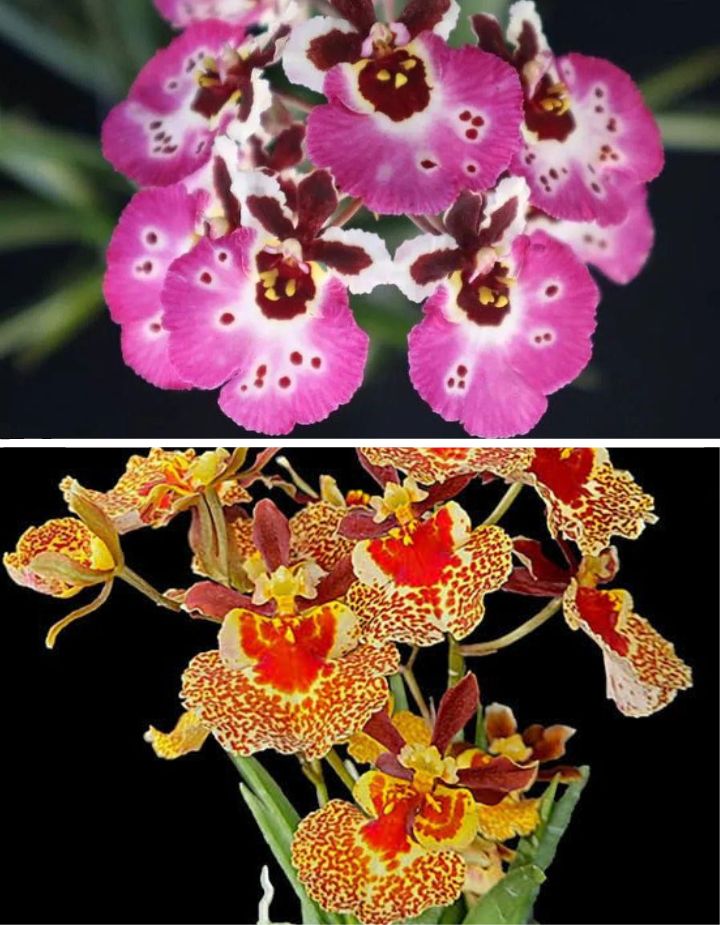 Tolumnia Combo of 3 Plants
