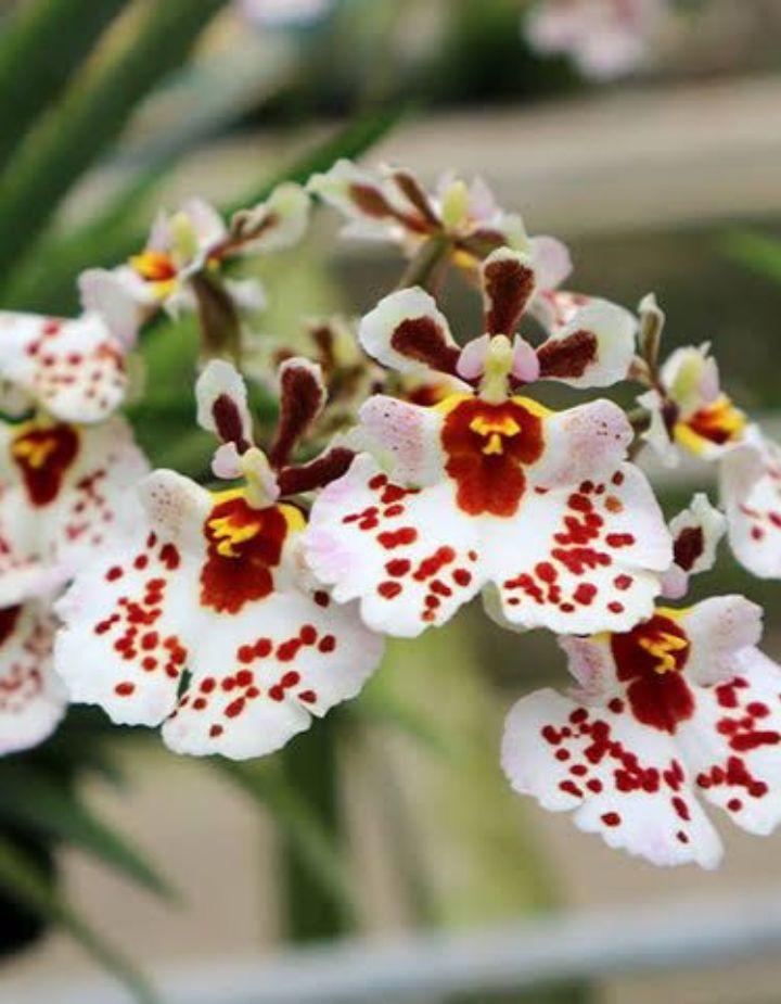 Tolumnia Combo of 3 Plants