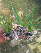 Tolumnia Combo of 3 Plants