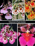 Tolumnia Orchid 5 Plants Combo