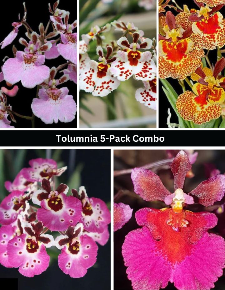 Tolumnia Orchid 5 Plants Combo